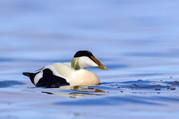 Edredon, miękkopiór (Somateria mollissima) © Grzegorz