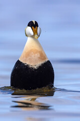 Edredon, miękkopiór (Somateria mollissima) © Grzegorz