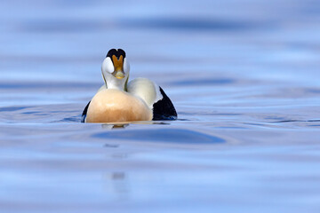 Edredon, miękkopiór (Somateria mollissima) © Grzegorz