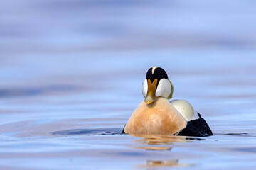 Edredon, miękkopiór (Somateria mollissima) © Grzegorz
