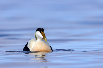 Edredon, miękkopiór (Somateria mollissima) © Grzegorz