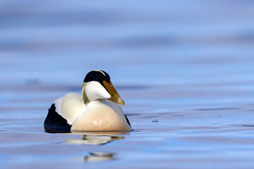 Edredon, miękkopiór (Somateria mollissima) © Grzegorz