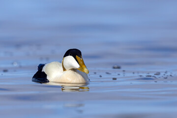 Edredon, miękkopiór (Somateria mollissima) © Grzegorz