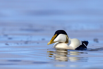Edredon, miękkopiór (Somateria mollissima) © Grzegorz