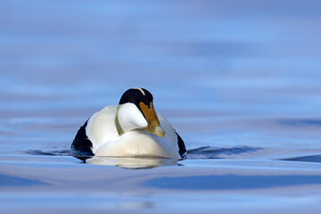 Edredon, miękkopiór (Somateria mollissima) © Grzegorz