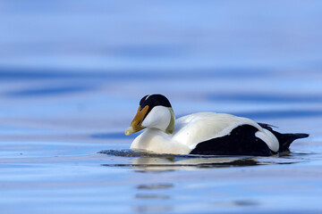 Edredon, miękkopiór (Somateria mollissima) © Grzegorz