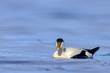 Edredon, miękkopiór (Somateria mollissima) © Grzegorz