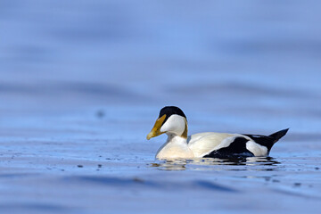 Edredon, miękkopiór (Somateria mollissima) © Grzegorz