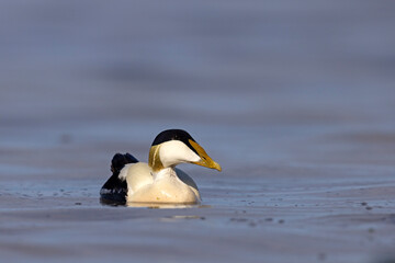 Edredon, miękkopiór (Somateria mollissima) © Grzegorz