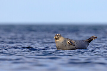 Foka pospolita (Phoca vitulina) © Grzegorz