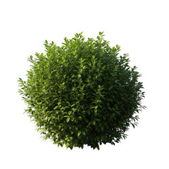 Obraz premium Green bush, isolated on transparent background