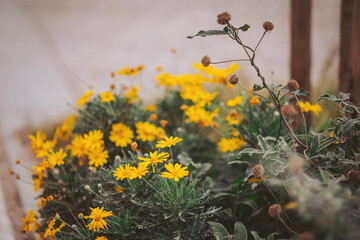 Yellow flowers are seen growing beside a pathway. Some greenery is also present in the garden. The sunlight shines on the flowers, adding to the vibrant colors of the scene