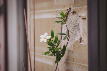 A white flower extends from a cracked section of a wall. The plant shows green leaves. The background features a simple urban scene with muted colors