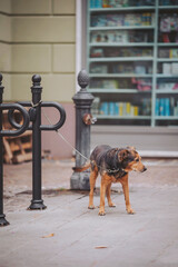 A dog is tied to a pole outside a bookstore on a city street. The dog waits patiently while nearby shelves display various books in the background