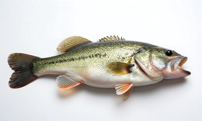 shot largemouth bass lies isolated plain white background illuminated soft natural light subtle shadows