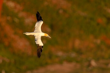 Głuptak (Morus bassanus) © Grzegorz
