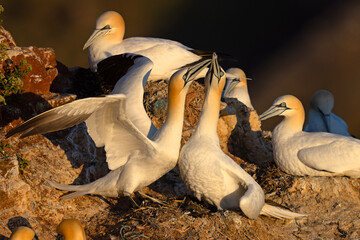 Głuptak (Morus bassanus) © Grzegorz