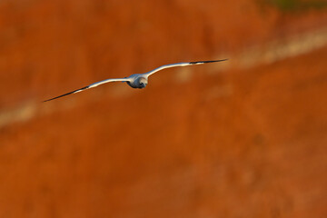 Głuptak (Morus bassanus) © Grzegorz