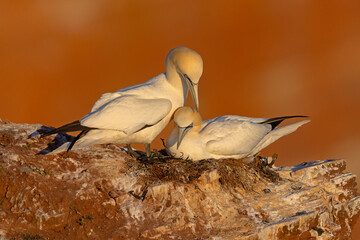 Głuptak (Morus bassanus) © Grzegorz