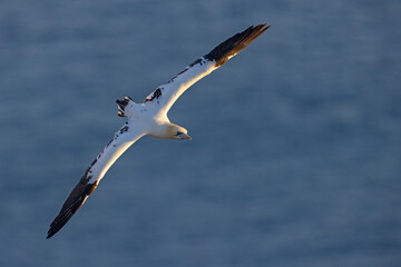 Głuptak (Morus bassanus) © Grzegorz