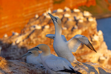 Głuptak (Morus bassanus) © Grzegorz