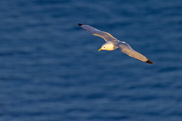 Mewa trójpalczasta (Rissa tridactyla) © Grzegorz