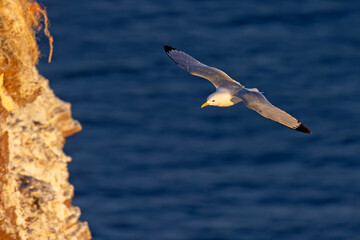 Mewa trójpalczasta (Rissa tridactyla) © Grzegorz