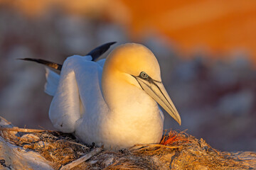 Głuptak (Morus bassanus) © Grzegorz