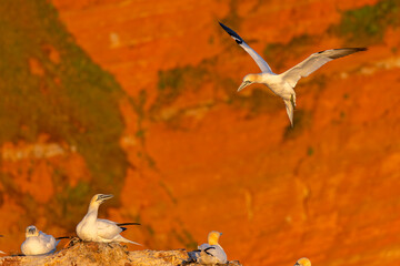 Głuptak (Morus bassanus) © Grzegorz