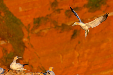 Głuptak (Morus bassanus) © Grzegorz