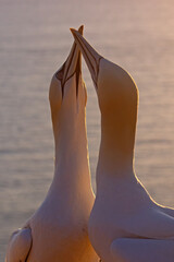 Głuptak (Morus bassanus) © Grzegorz