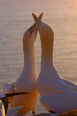 Głuptak (Morus bassanus) © Grzegorz