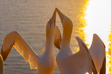 Głuptak (Morus bassanus) © Grzegorz