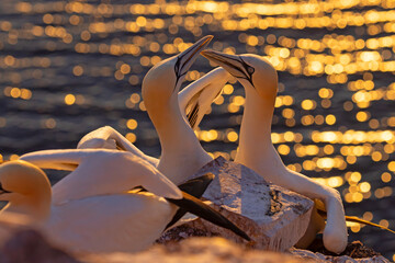 Głuptak (Morus bassanus) © Grzegorz