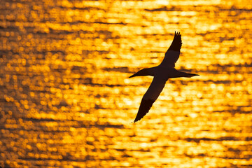 Głuptak (Morus bassanus) © Grzegorz