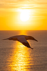 Głuptak (Morus bassanus) © Grzegorz