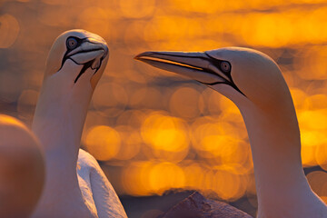 Głuptak (Morus bassanus) © Grzegorz