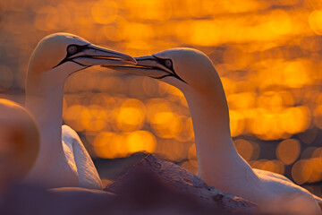 Głuptak (Morus bassanus) © Grzegorz