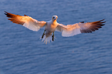 Głuptak (Morus bassanus) © Grzegorz