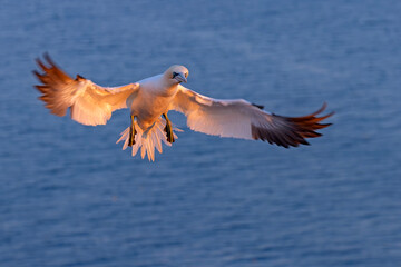 Głuptak (Morus bassanus) © Grzegorz