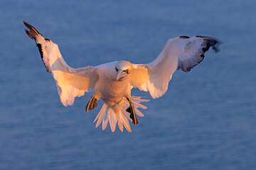Głuptak (Morus bassanus) © Grzegorz