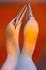 Głuptak (Morus bassanus) © Grzegorz