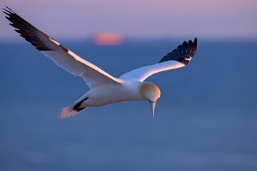 Głuptak (Morus bassanus) © Grzegorz