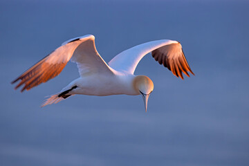 Głuptak (Morus bassanus) © Grzegorz