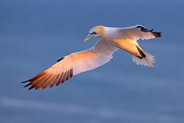 Głuptak (Morus bassanus) © Grzegorz