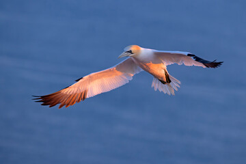 Głuptak (Morus bassanus) © Grzegorz