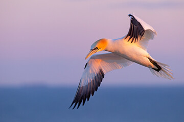 Głuptak (Morus bassanus) © Grzegorz