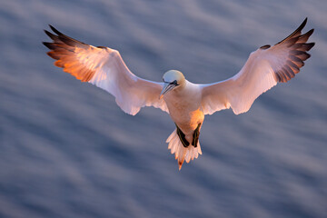 Głuptak (Morus bassanus)