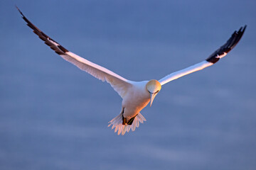 Głuptak (Morus bassanus) © Grzegorz