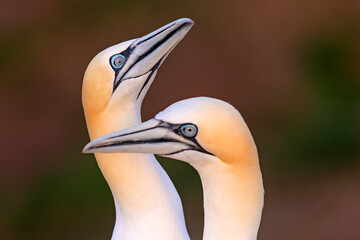 Głuptak (Morus bassanus) © Grzegorz